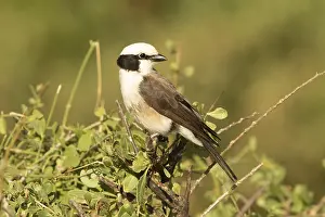 Northern White-crowned Shrike (Eurocephalus ruppelli)
