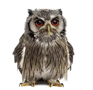 Northern white-faced owl - Ptilopsis leucotis (1 year old) in front of a white background