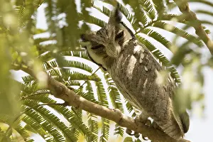 Northern White-faced Owl (Ptilopsis leucotis)