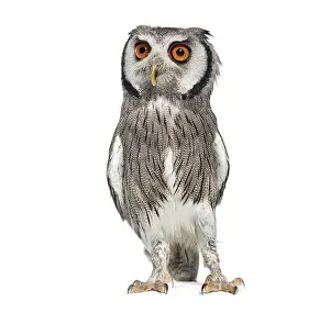 Northern white-faced owl, Ptilopsis leucotis