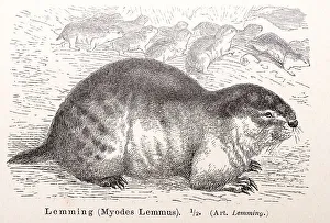 Norway lemming (Lemmus lemmus) (historical name: Myodes Lemmus)