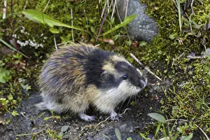 Norway lemming (Lemmus lemmus) on the tundra