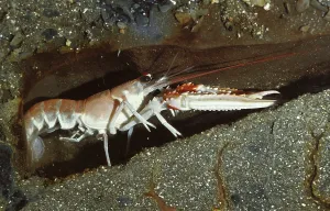 Norway Lobster (nephrops norvegicus)