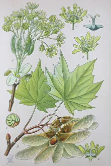 Norway maple (Acer platanoides)