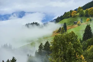 Norway maple (Acer platanoides) colored trees in a foggy Landscape