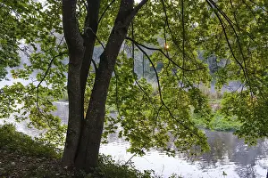 Norway maple (Acer platanoides) at the river Isar