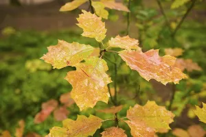 Norway maple (Acer platanoides) tree leafes