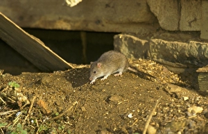 Norway rat, brown rat, rodents
