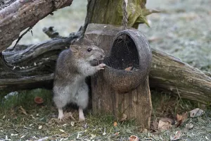 Norway rat leaning on food bowl in front of tree root