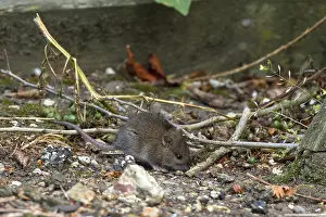 Norway rat, Norway rats, rodents