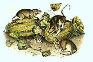 Norway rat (Rattus norvegicus)