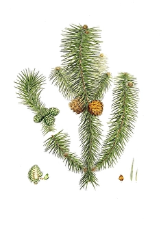 Norway spruce, Cunninghamia lanceolata, Pinus lanccolata, Broad-leaved fir, tree, digitally enhanced reproduction of an original by Aylmer Bourke Lambert (1761 - 1842), English botanist, published around 1810