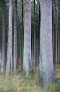 Norway spruce forest (Common Spruce) (European Spruce) (Picea abies) (Lohfiert)