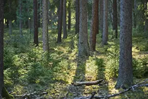 Norway spruce (Picea abies) forest