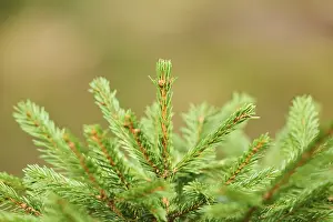 Norway spruce (Picea abies) in a forest