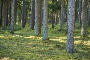 Norway spruce (Picea abies) forest