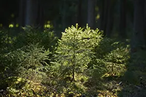 Norway spruce (Picea abies) in a forest