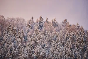 Norway spruce (Picea abies) forest covered with snow at sunset near Wiesent