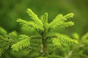 Norway spruce (Picea abies) tree growing in a forest