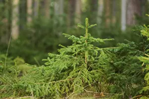 Norway spruce (Picea abies) tree growing in a forest