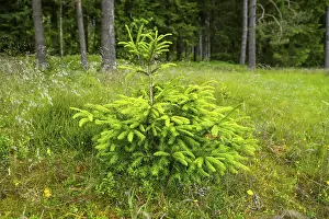 Norway spruce (Picea abies) tree growing in a forest