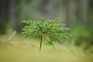 Norway spruce (Picea abies) tree growing in a forest