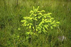 Norway spruce (Picea abies) tree growing in a forest