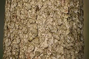 Norway spruce (Picea abies) tree trunk