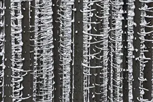 Norway spruce (Picea abies) trees in the snow in winter in coniferous forest