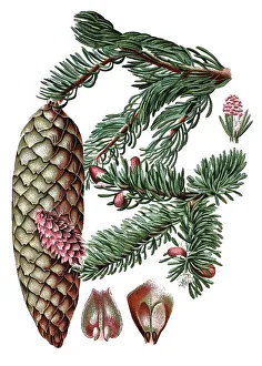 Norway spruce (Pinus abies), medicinal plant