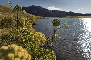 Norwegian angelica (Angelica archangelica)