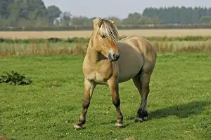 Norwegian Fjord Horse