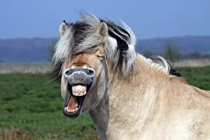 Funny Animal Prints: Norwegian Fjord Horse (Equus islandicus), neighing