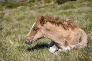 Norwegian fjord horse, foal lying in the grass