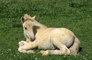 Norwegian Fjord Horse, Foal, Norwegian