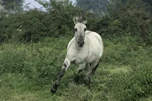 Norwegian Fjord Horse, Mare Galloping through Meadow