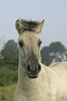 Norwegian Fjord Horse, Portrait of a Mare