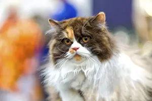 Norwegian Forest Cat