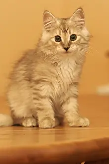 Norwegian Forest Cat