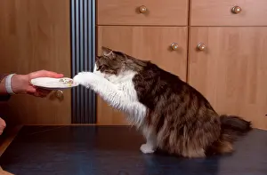 Norwegian Forest Cat