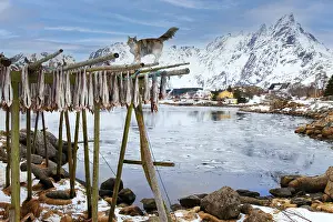 Framed Print : Norwegian Forest Cat on cod drying rack Lofoten Norway Framed Print : Norwegian Forest Cat on cod drying rack Lofoten Norway