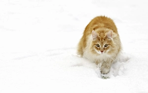 Framed Print : Norwegian Forest Cat (Felis catus) stalking prey in the snow in winter