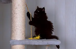 Norwegian Forest Cat, kitten