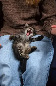 Norwegian Forest Cat, kitten, 6 weeks