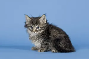 Norwegian Forest Cat, kitten, 7 weeks, Mackerel
