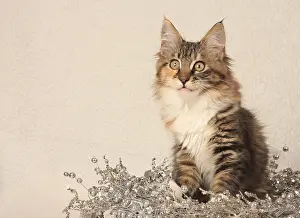 Norwegian Forest Cat, kitten, Norwegian forest cat