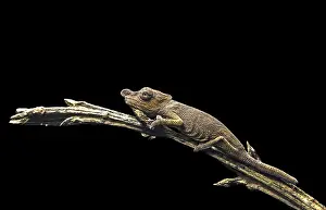 Nose-horned Chameleon (Calumma nasutum) on branch