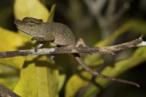 Nose-horned Chameleon (Calumma nasutum) in the rainforest of Andasibe
