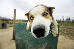 Nosy sleddog, Alaskan Husky on his dog house