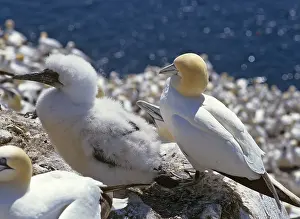 Nothern Gannet (Morus bassanus)